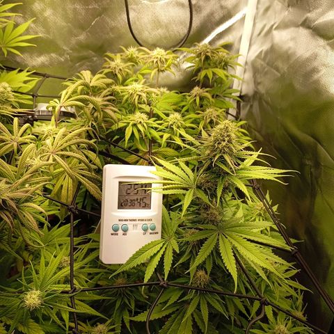 Marisoles. Og Kush, Sweetberry, Pinneapple Punch, Wedding Cake growlog timeline photo