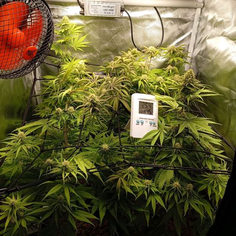 Marisoles. Og Kush, Sweetberry, Pinneapple Punch, Wedding Cake growlog timeline photo