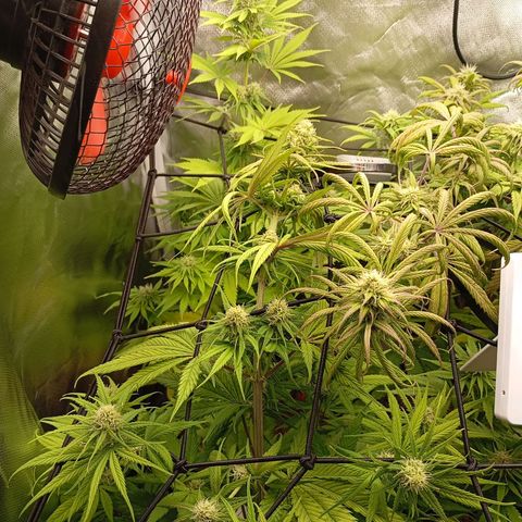 Marisoles. Og Kush, Sweetberry, Pinneapple Punch, Wedding Cake growlog timeline photo