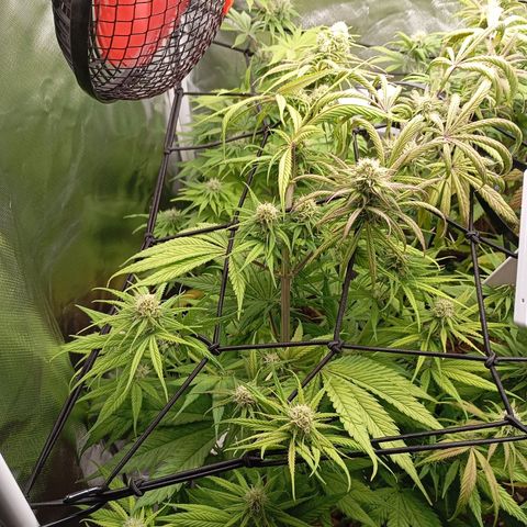 Marisoles. Og Kush, Sweetberry, Pinneapple Punch, Wedding Cake growlog timeline photo