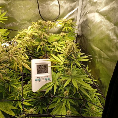 Marisoles. Og Kush, Sweetberry, Pinneapple Punch, Wedding Cake growlog timeline photo