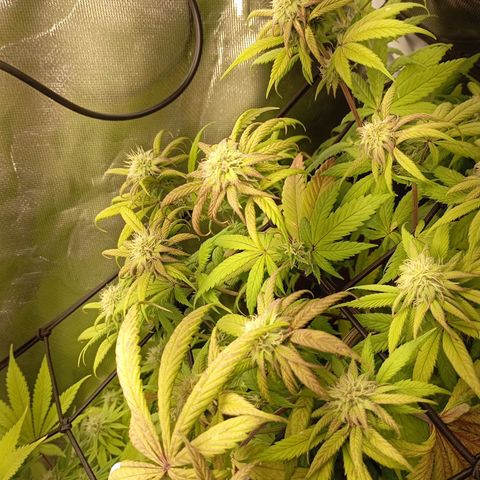 Marisoles. Og Kush, Sweetberry, Pinneapple Punch, Wedding Cake growlog timeline photo