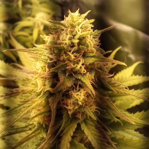 Marisoles. Og Kush, Sweetberry, Pinneapple Punch, Wedding Cake growlog timeline photo