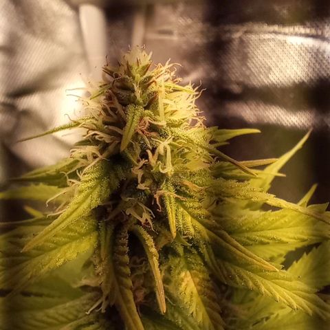 Marisoles. Og Kush, Sweetberry, Pinneapple Punch, Wedding Cake growlog timeline photo