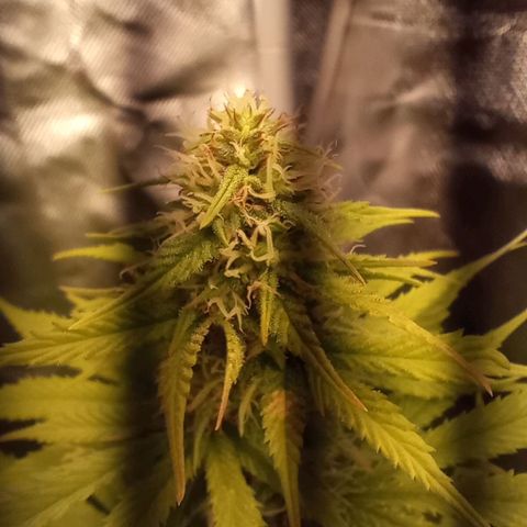 Marisoles. Og Kush, Sweetberry, Pinneapple Punch, Wedding Cake growlog timeline photo