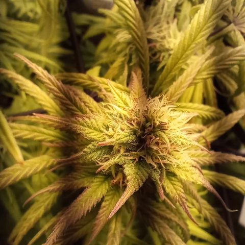 Marisoles. Og Kush, Sweetberry, Pinneapple Punch, Wedding Cake growlog timeline photo