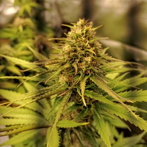 Marisoles. Og Kush, Sweetberry, Pinneapple Punch, Wedding Cake growlog timeline photo