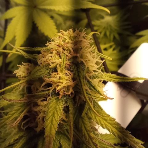 Marisoles. Og Kush, Sweetberry, Pinneapple Punch, Wedding Cake growlog timeline photo