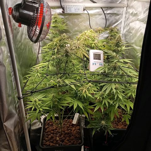 Marisoles. Og Kush, Sweetberry, Pinneapple Punch, Wedding Cake growlog timeline photo