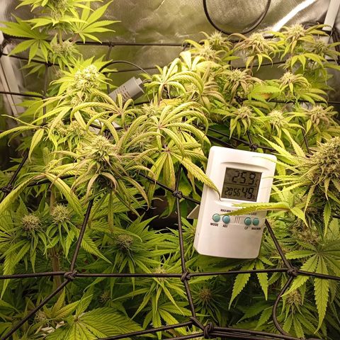 Marisoles. Og Kush, Sweetberry, Pinneapple Punch, Wedding Cake growlog timeline photo