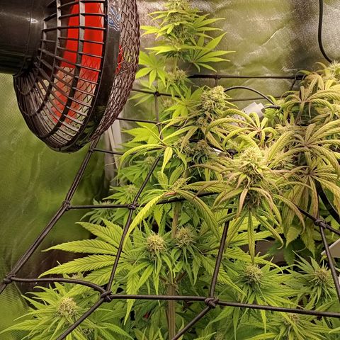 Marisoles. Og Kush, Sweetberry, Pinneapple Punch, Wedding Cake growlog timeline photo