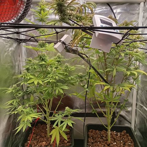 Marisoles. Og Kush, Sweetberry, Pinneapple Punch, Wedding Cake growlog timeline photo