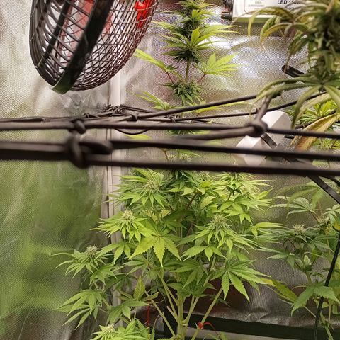 Marisoles. Og Kush, Sweetberry, Pinneapple Punch, Wedding Cake growlog timeline photo