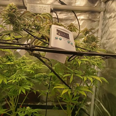 Marisoles. Og Kush, Sweetberry, Pinneapple Punch, Wedding Cake growlog timeline photo