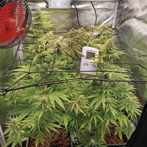Marisoles. Og Kush, Sweetberry, Pinneapple Punch, Wedding Cake growlog timeline photo