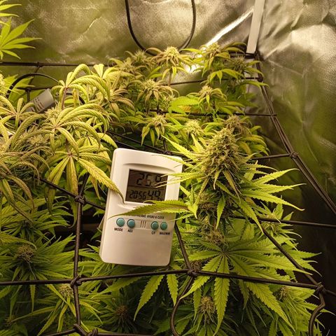 Marisoles. Og Kush, Sweetberry, Pinneapple Punch, Wedding Cake growlog timeline photo