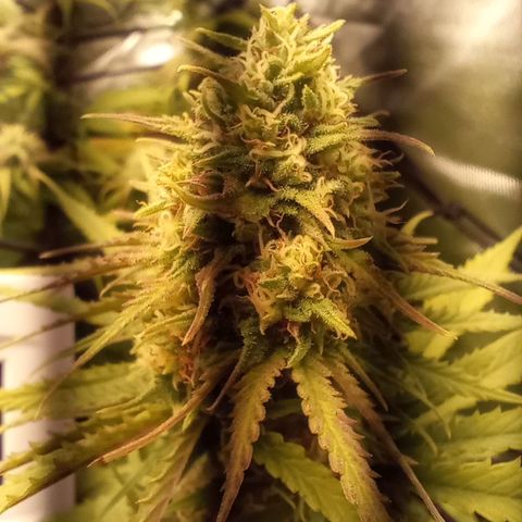 Marisoles. Og Kush, Sweetberry, Pinneapple Punch, Wedding Cake growlog timeline photo
