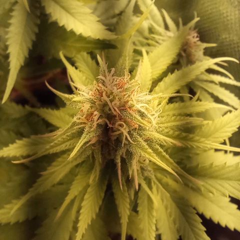 Marisoles. Og Kush, Sweetberry, Pinneapple Punch, Wedding Cake growlog timeline photo