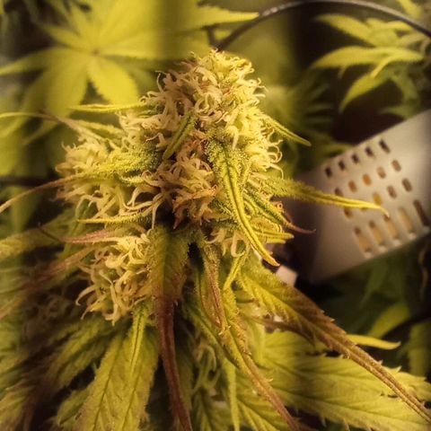 Marisoles. Og Kush, Sweetberry, Pinneapple Punch, Wedding Cake growlog timeline photo