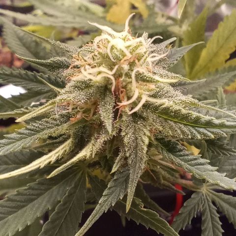 Marisoles. Og Kush, Sweetberry, Pinneapple Punch, Wedding Cake growlog timeline photo