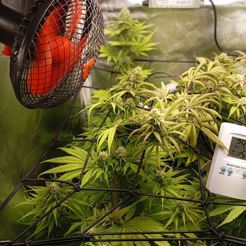 Marisoles. Og Kush, Sweetberry, Pinneapple Punch, Wedding Cake growlog timeline photo