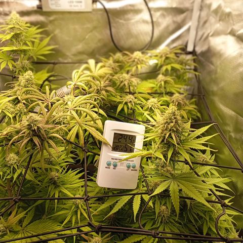 Marisoles. Og Kush, Sweetberry, Pinneapple Punch, Wedding Cake growlog timeline photo