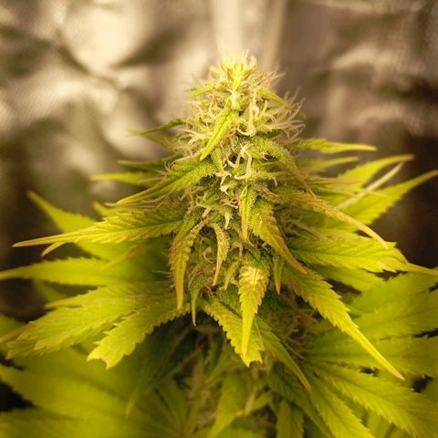 Marisoles. Og Kush, Sweetberry, Pinneapple Punch, Wedding Cake growlog timeline photo