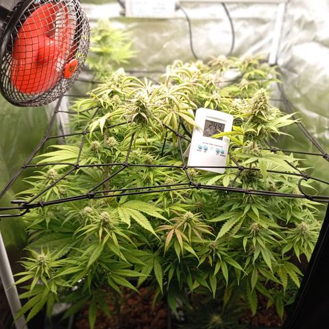 Marisoles. Og Kush, Sweetberry, Pinneapple Punch, Wedding Cake growlog timeline photo