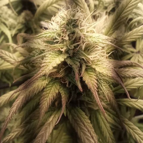 Marisoles. Og Kush, Sweetberry, Pinneapple Punch, Wedding Cake growlog timeline photo