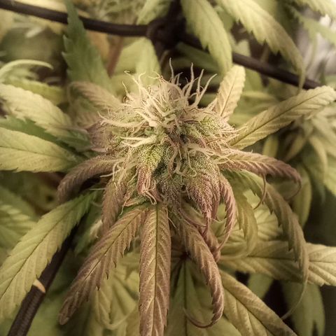 Marisoles. Og Kush, Sweetberry, Pinneapple Punch, Wedding Cake growlog timeline photo
