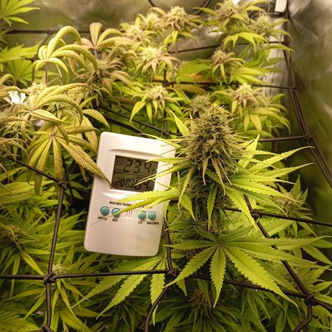 Marisoles. Og Kush, Sweetberry, Pinneapple Punch, Wedding Cake growlog timeline photo