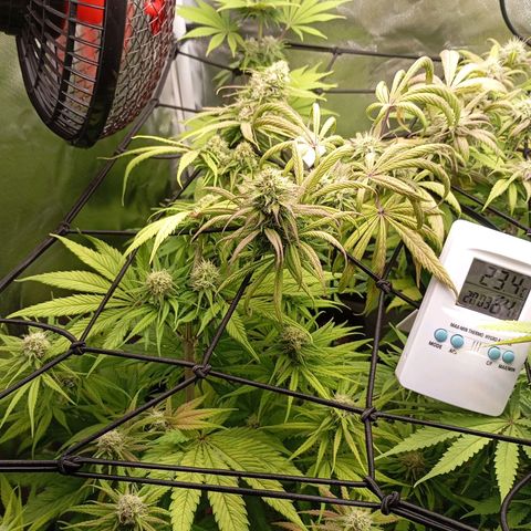 Marisoles. Og Kush, Sweetberry, Pinneapple Punch, Wedding Cake growlog timeline photo