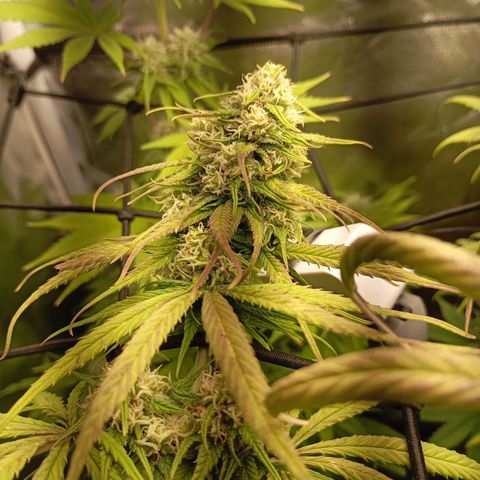 Marisoles. Og Kush, Sweetberry, Pinneapple Punch, Wedding Cake growlog timeline photo
