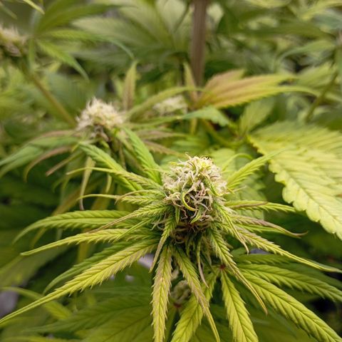 Marisoles. Og Kush, Sweetberry, Pinneapple Punch, Wedding Cake growlog timeline photo