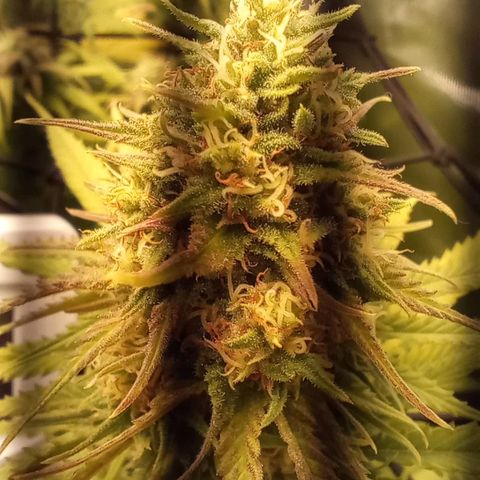 Marisoles. Og Kush, Sweetberry, Pinneapple Punch, Wedding Cake growlog timeline photo