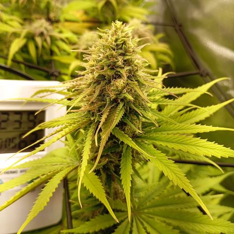 Marisoles. Og Kush, Sweetberry, Pinneapple Punch, Wedding Cake growlog timeline photo