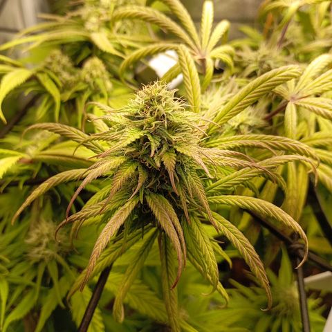 Marisoles. Og Kush, Sweetberry, Pinneapple Punch, Wedding Cake growlog timeline photo