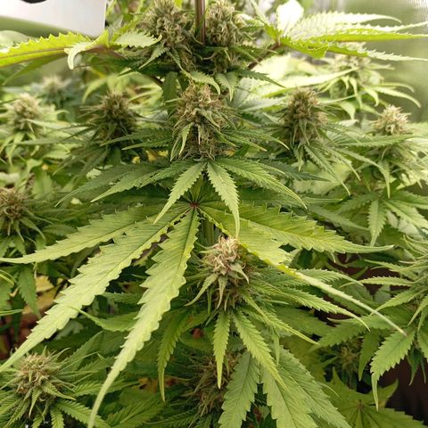 Marisoles. Og Kush, Sweetberry, Pinneapple Punch, Wedding Cake growlog timeline photo