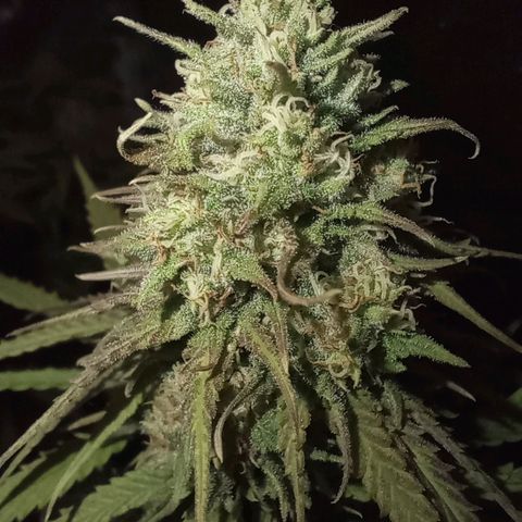 Marisoles. Og Kush, Sweetberry, Pinneapple Punch, Wedding Cake growlog timeline photo