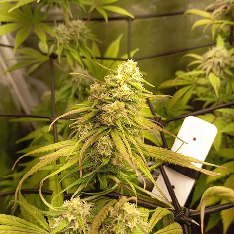 Marisoles. Og Kush, Sweetberry, Pinneapple Punch, Wedding Cake growlog timeline photo