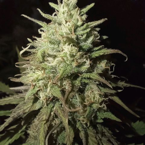 Marisoles. Og Kush, Sweetberry, Pinneapple Punch, Wedding Cake growlog timeline photo