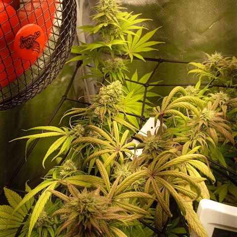 Marisoles. Og Kush, Sweetberry, Pinneapple Punch, Wedding Cake growlog timeline photo