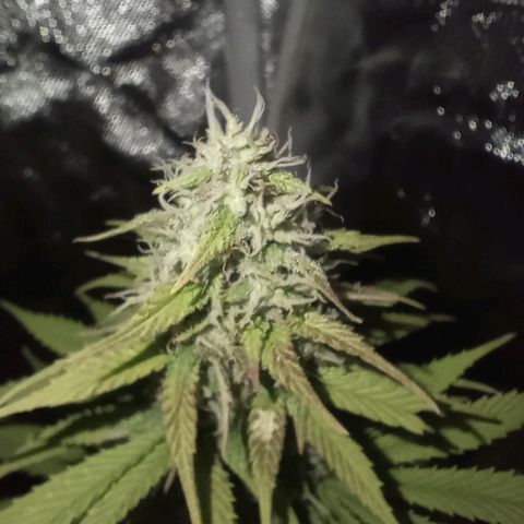 Marisoles. Og Kush, Sweetberry, Pinneapple Punch, Wedding Cake growlog timeline photo