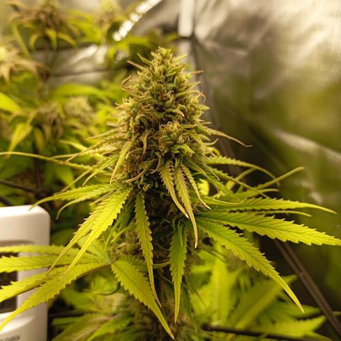 Marisoles. Og Kush, Sweetberry, Pinneapple Punch, Wedding Cake growlog timeline photo