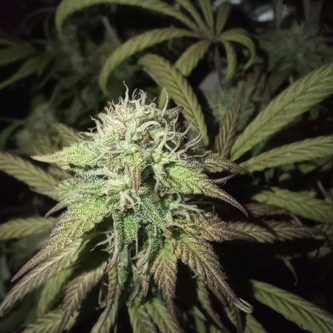 Marisoles. Og Kush, Sweetberry, Pinneapple Punch, Wedding Cake growlog timeline photo