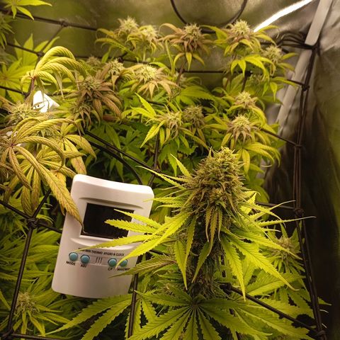 Marisoles. Og Kush, Sweetberry, Pinneapple Punch, Wedding Cake growlog timeline photo