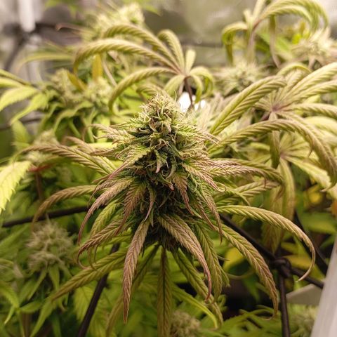 Marisoles. Og Kush, Sweetberry, Pinneapple Punch, Wedding Cake growlog timeline photo