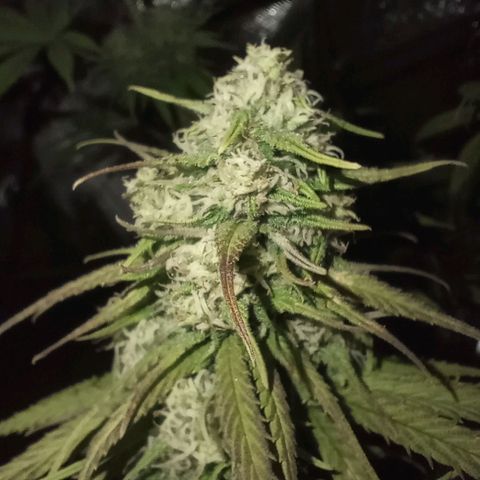 Marisoles. Og Kush, Sweetberry, Pinneapple Punch, Wedding Cake growlog timeline photo