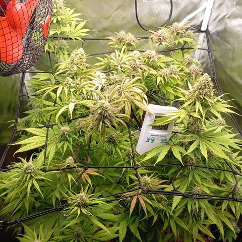 Marisoles. Og Kush, Sweetberry, Pinneapple Punch, Wedding Cake growlog timeline photo
