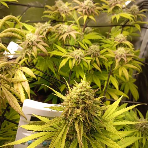 Marisoles. Og Kush, Sweetberry, Pinneapple Punch, Wedding Cake growlog timeline photo